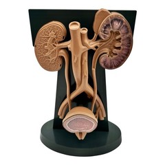 URINARY TRACT ANATOMY MODEL Medical DISPLAY Pharmaceutical RX Advertising Roche