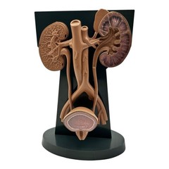 URINARY TRACT ANATOMY MODEL Medical DISPLAY Pharmaceutical RX Advertising Roche