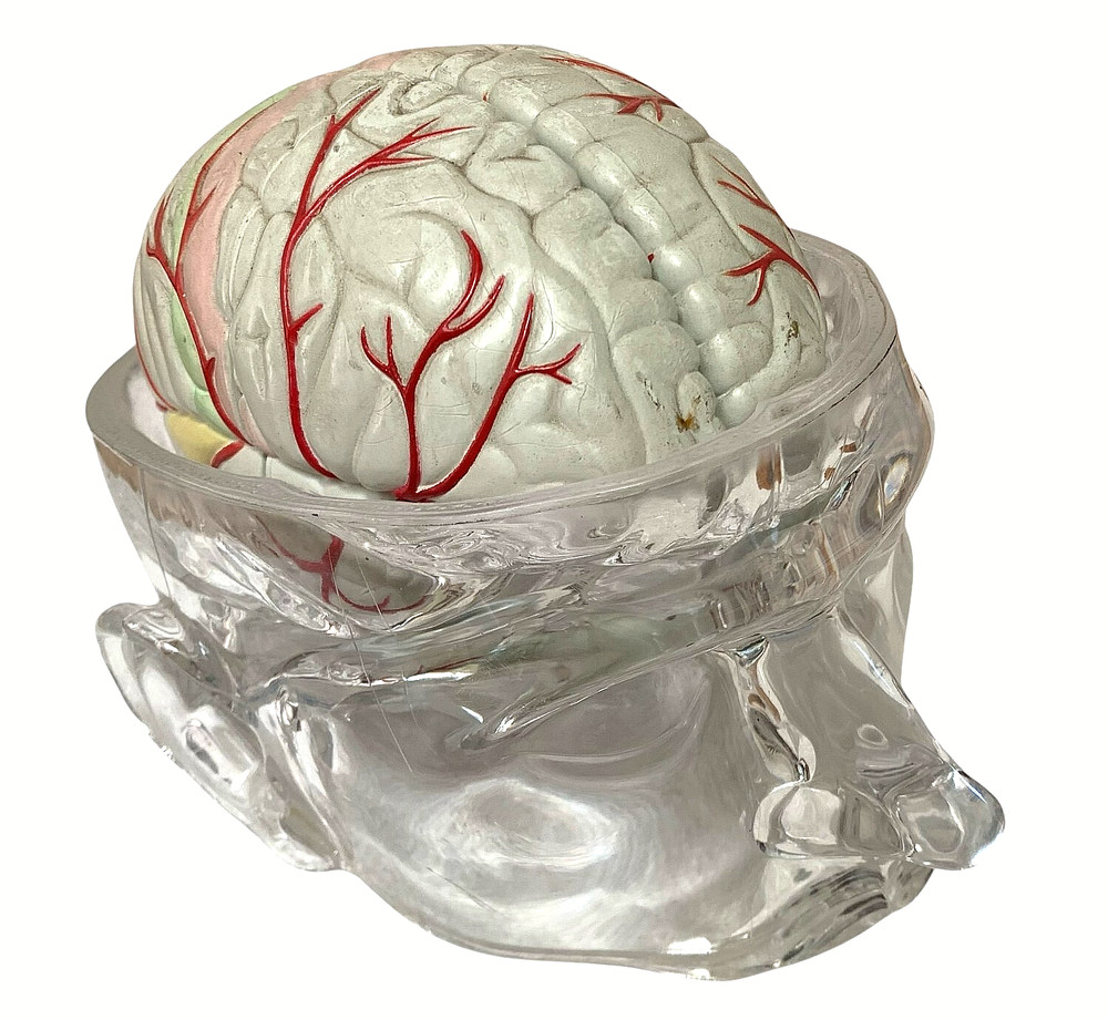 Vintage Seroquel Head Brain Anatomy Pharma Design Sales Display Removable Brain