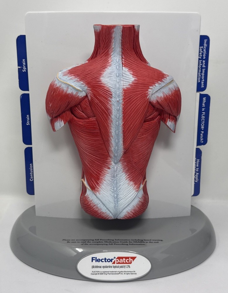 FLECTOR Patch Back Muscles Doctor 3D Display Advertising Model Used