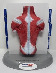 FLECTOR Patch Back Muscles Doctor 3D Display Advertising Model Used