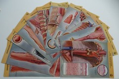 18 Ciba Pharmaceutical Folders w/ Color Plates – Pathology Anatomy War Injuries