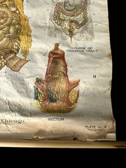Vintage 1947 Nystrom Digestive System Lithograth Classroom Chart Poster